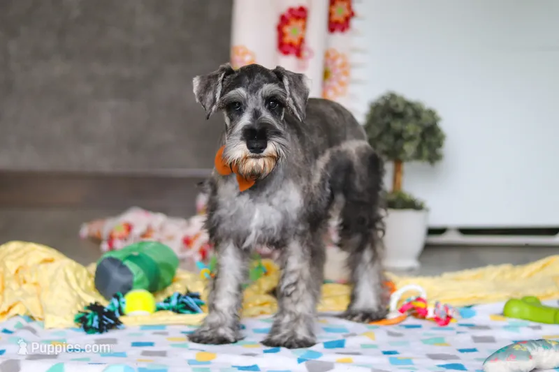 Nolan – Miniature Schnauzer puppy for sale in Fresno, OH