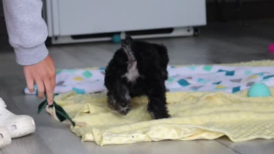 Daisy, a female Miniature Schnauzer for sale in Fresno, OH – 10 of 10