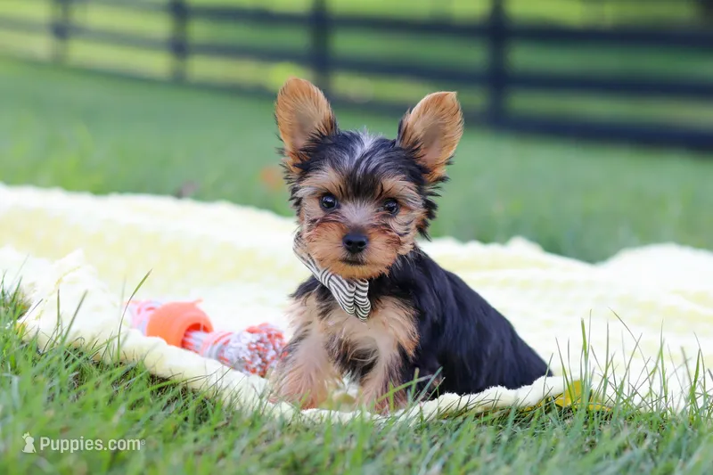 Mason – Yorkshire Terrier puppy for sale in Fresno, OH