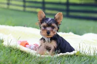 Mason, a male Yorkshire Terrier for sale in Fresno, OH – 1 of 10
