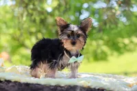 Ollie, a male Yorkshire Terrier for sale in Fresno, OH – 6 of 10