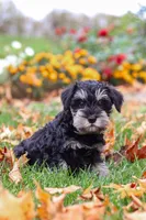 Rowan, a male Miniature Schnauzer for sale in Fresno, OH – 5 of 8