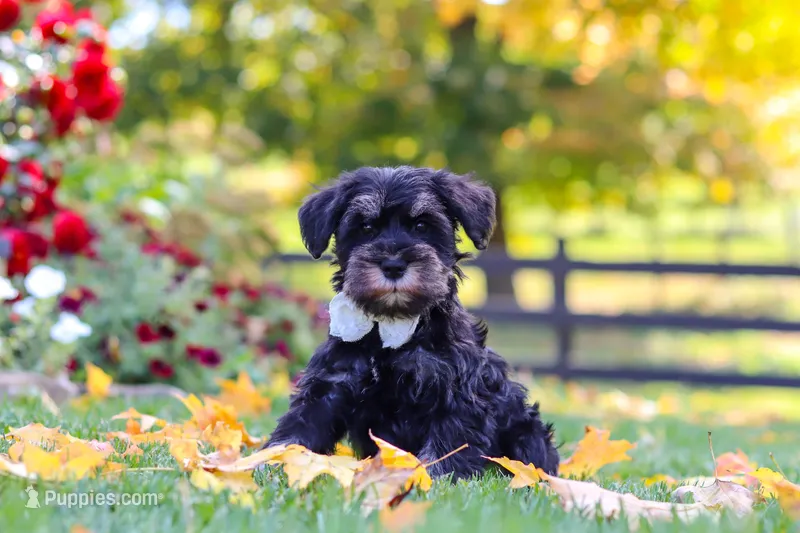 Johnny – Miniature Schnauzer puppy for sale in Fresno, OH