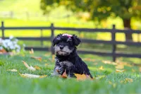 Gracie, a female Miniature Schnauzer for sale in Fresno, OH – 6 of 7