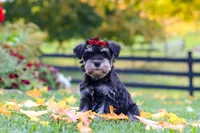 Eva, a female Miniature Schnauzer for sale in Fresno, OH – 5 of 9