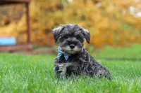 Leo, a male Miniature Schnauzer for sale in Fresno, OH – 6 of 8