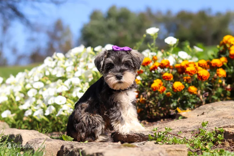 Kelly – Miniature Schnauzer puppy for sale in Fresno, OH