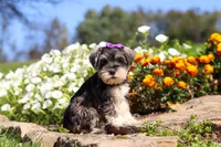 Kelly, a female Miniature Schnauzer for sale in Fresno, OH – 1 of 8