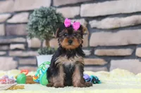 Lucy, a female Yorkshire Terrier for sale in Fresno, OH – 4 of 8