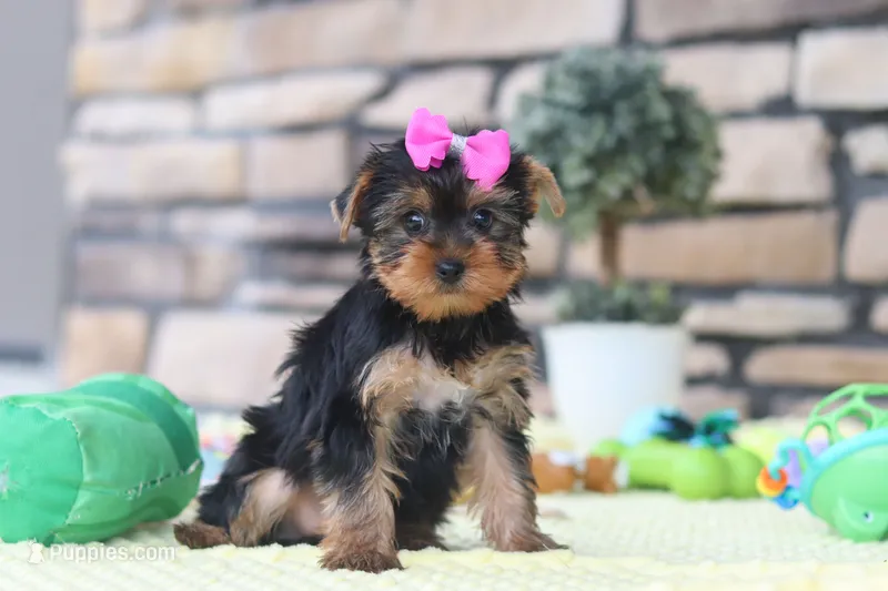 Lucy – Yorkshire Terrier puppy for sale in Fresno, OH