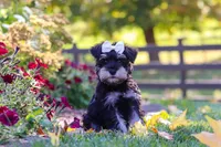 Callie, a female Miniature Schnauzer for sale in Fresno, OH – 9 of 10