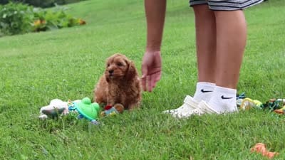 Nash, a male Cavapoo for sale in Fresno, OH – 8 of 8
