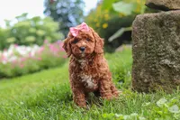 Elowyn, a female Cavapoo for sale in Fresno, OH – 1 of 9