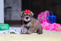 Josie, a female Miniature Schnauzer for sale in Fresno, OH – 6 of 10