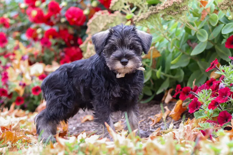Otis – Miniature Schnauzer puppy for sale in Fresno, OH