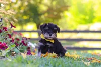 Trevor, a male Miniature Schnauzer for sale in Fresno, OH – 4 of 6