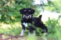Hunter, a male Miniature Schnauzer for sale in Fresno, OH – 5 of 10