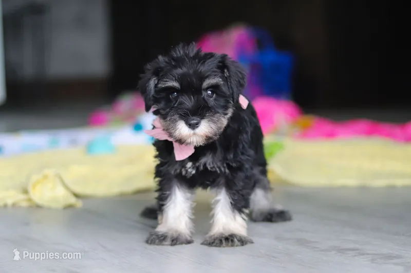 Daisy – Miniature Schnauzer puppy for sale in Fresno, OH