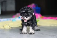 Daisy, a female Miniature Schnauzer for sale in Fresno, OH – 1 of 10