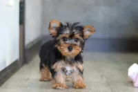 Macie, a female Yorkshire Terrier for sale in Fresno, OH – Photo 5 of 6