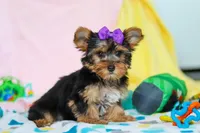 Macie, a female Yorkshire Terrier for sale in Fresno, OH – Photo 3 of 6