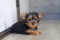 Macie, a female Yorkshire Terrier for sale in Fresno, OH – Photo 6 of 6