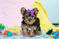 Macie, a female Yorkshire Terrier for sale in Fresno, OH – Photo 2 of 6