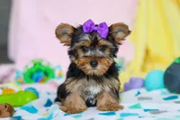 Macie, a female Yorkshire Terrier for sale in Fresno, OH – Photo 1 of 6