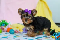 Macie, a female Yorkshire Terrier for sale in Fresno, OH – Photo 4 of 6