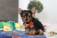 Connor, a male Yorkshire Terrier for sale in Fresno, OH – Photo 2 of 6
