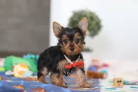 Connor, a male Yorkshire Terrier for sale in Fresno, OH – Photo 5 of 6
