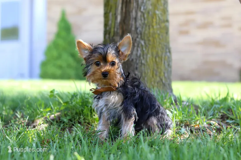 Connor – Yorkshire Terrier puppy for sale in Fresno, OH