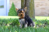 Connor, a male Yorkshire Terrier for sale in Fresno, OH – 1 of 4