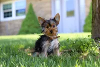 Connor, a male Yorkshire Terrier for sale in Fresno, OH – 3 of 4