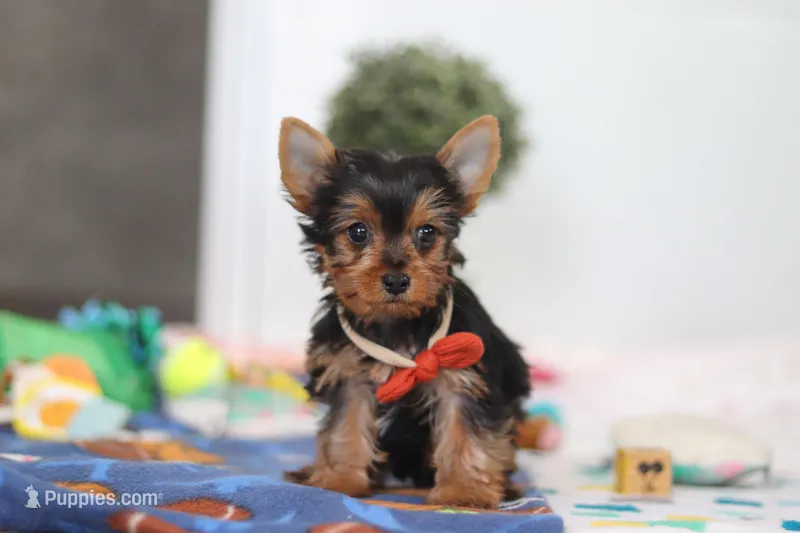 Connor – Yorkshire Terrier puppy for sale in Fresno, OH
