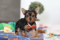 Connor, a male Yorkshire Terrier for sale in Fresno, OH – Photo 4 of 6