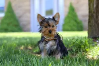 Connor, a male Yorkshire Terrier for sale in Fresno, OH – 4 of 4