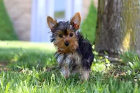 Connor, a male Yorkshire Terrier for sale in Fresno, OH – 2 of 4