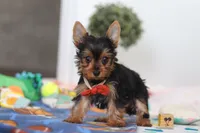 Connor, a male Yorkshire Terrier for sale in Fresno, OH – Photo 6 of 6