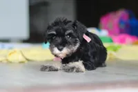 Daisy, a female Miniature Schnauzer for sale in Fresno, OH – 5 of 10