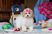 Cleo, a female Havapoo for sale in Fresno, OH – Photo 4 of 5