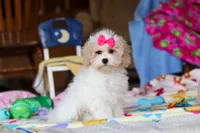 Cleo, a female Havapoo for sale in Fresno, OH – Photo 3 of 5