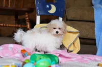 Cleo, a female Havapoo for sale in Fresno, OH – Photo 2 of 5