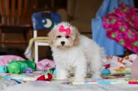 Cleo, a female Havapoo for sale in Fresno, OH – Photo 5 of 5