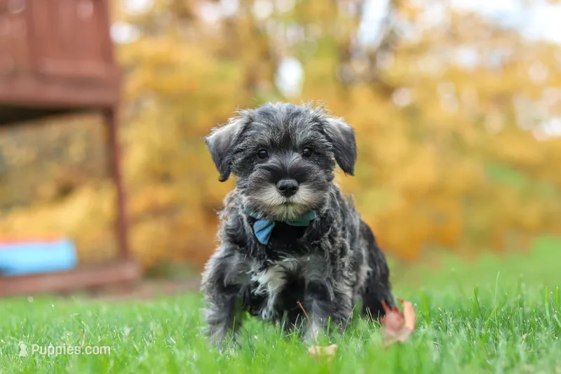 Leo – Miniature Schnauzer puppy for sale in Fresno, OH
