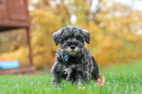 Leo, a male Miniature Schnauzer for sale in Fresno, OH – 1 of 8