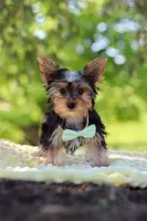 Ollie, a male Yorkshire Terrier for sale in Fresno, OH – 9 of 10