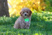Theo, a male Yorkipoo for sale in Fresno, OH – 4 of 5