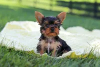 Miranda, a female Yorkshire Terrier for sale in Fresno, OH – 8 of 9