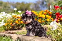 Emmy, a female Miniature Schnauzer for sale in Fresno, OH – 5 of 7